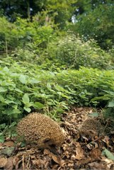 Two Western European Hedgehogs hunting in a garden France