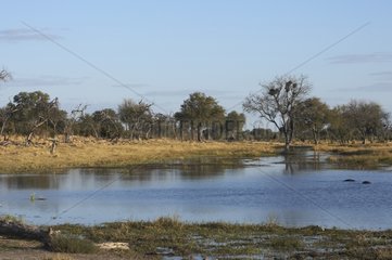 Landscape of the Okavango Delta of Botswana
