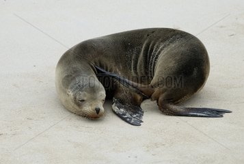 Lion de mer des Galapagos se grattant Santa Fé