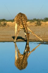 Giraffe drinking at watering hole Etosha NP