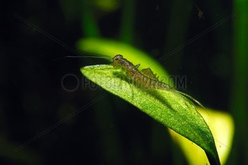Larva of Mayfly on a leaf Touraine France
