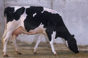 Vache Prim'Holstein France