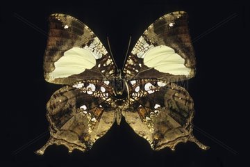 Butterfly Anaea Ecuador