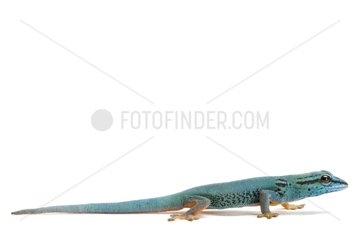 Turquoise Dwarf Gecko studio
