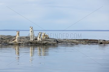 Sled dogs standing along shore on Harbour Islands - Canada