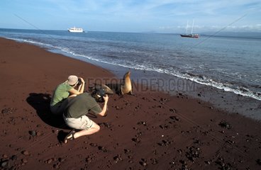 Touristes photographiant une Otarie Galapagos