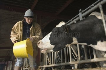 Verteilung von Lebensmitteln in Granulat mit Milch -Kühen