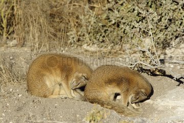 Yellow Mongooses sleeping at the entrance to their burrow
