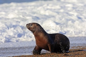 Southern sea lion out of the water Patagonia Argentina