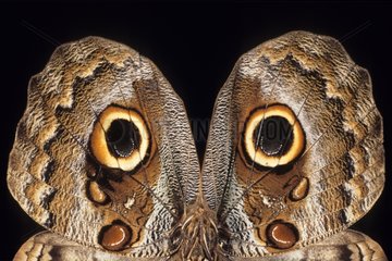 Eulenschmetterling ähnlich einem Owl -Owl Brazil