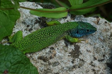 Green lizard going on a stone Puy-de-Dome France