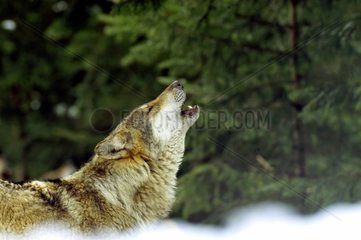 Eurasian Wolf howling on snow in winter