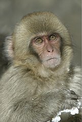 Portrait of a young Japanese Macaque