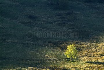 Isolated tree in autumn on a valley of Cantal France
