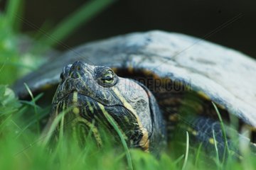 Portrait of a Red-eared pond slider Normandie France