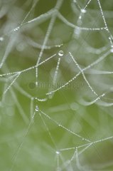 Dew on a cobweb