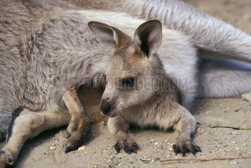 Young Eastern Grey Kangaroo in its mother pouch Australia