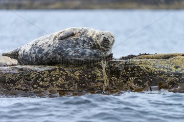 Gray seals on rocky shore - North Atlantic Scotland