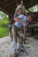 Blacksmith working on Trait Comtois horse - France