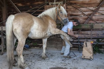 Blacksmith working on Trait Comtois horse - France