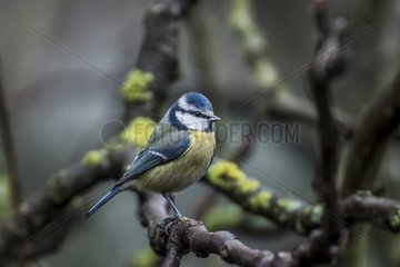 Blue tit on a branch - France