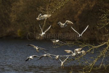 Black-headed gulls in flight - Etang de Comelle France