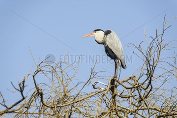 Grey Heron on a branch - France