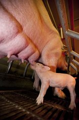 Sow and piglets in a pig farm France