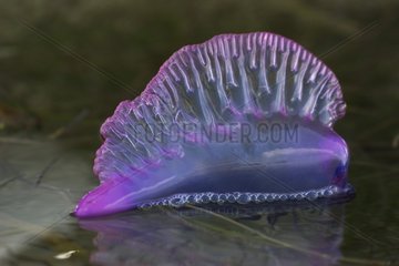 Portuguese man-of-war on water surface Belize