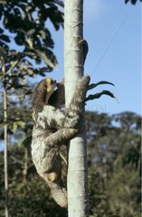 Pale-throated Three-toed Sloth climbing a tree French Guiana