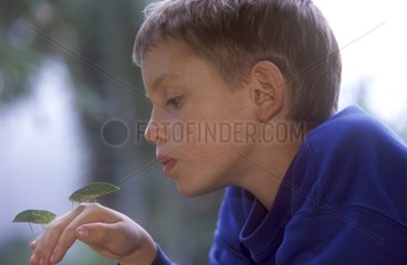 Boy observing grasshoppers posed on its hand Brazil