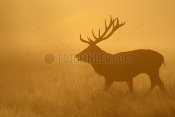 Male Red deer at sunrise Great Britain