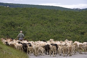 Hirtman  der seine Herde auf einer Straße Frankreich führt