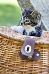 Kätzchen mit dem Kopf aus einem Korb Lautenbach Frankreich
