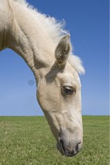 Portrait of a mare to profile