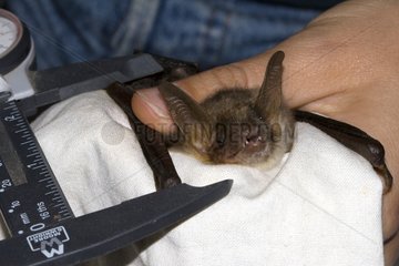 Measure of Lesser Mouse-eared Bat finger to identify species