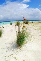 Dune Plante in the islands of Maldives