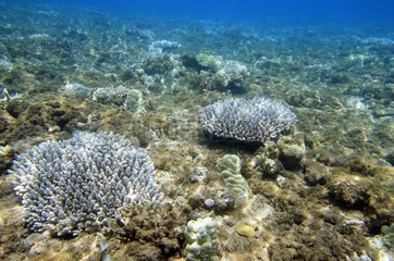 Korallen ersticken wegen von Abholzung gemachtes Schlamm