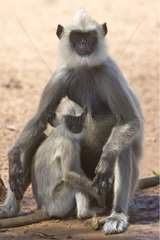 Madras Gray Langur and young Bundula National Park Sri Lanka