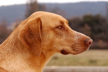 Portrait d'un chien bâtard