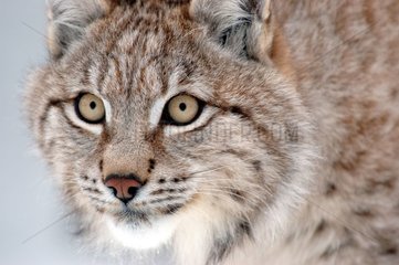 Portrait of young boreal Lynx Area of Orsa