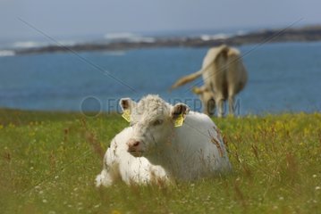 Heifer lying near the sea Ballyconnely Ireland