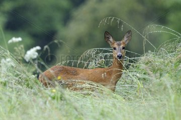 Roe in the tall grass in the rain France