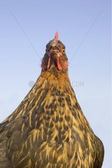 Porträt einer Henne der Kreuzung