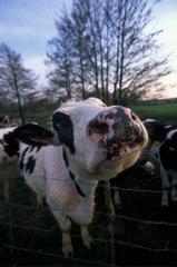 Vaches Prim'HolsteinFrance