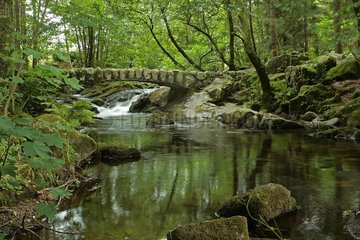 Sub-wood with stream and stone bridge in the forest