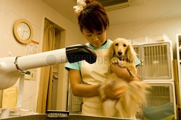 Trocknen der Haare eines Hundes in einem Schönheitssalon in Tokio