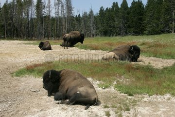 Büffel ruhen in NP von Yellowstone USA