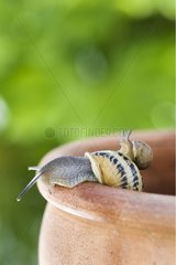 Brown gardensnail carrying a young on its shell France