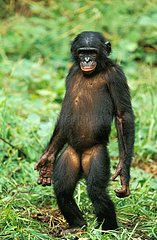 Bonobo debout en bipédie République Démocratique du Congo